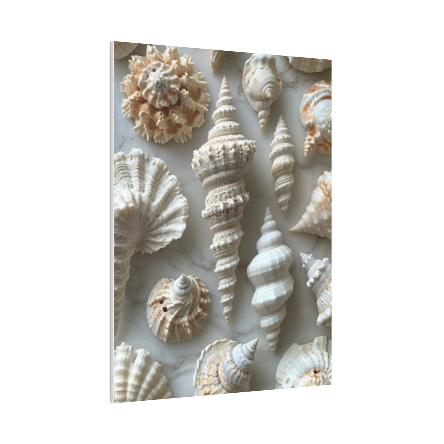 Seashell Serenity Canvas Print