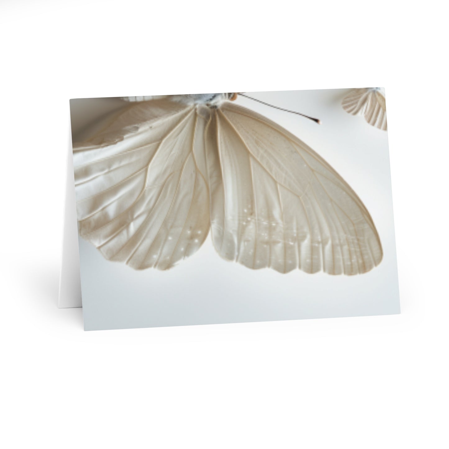 Wings of Wonder: Butterfly Note Card Collection (5 Pack)