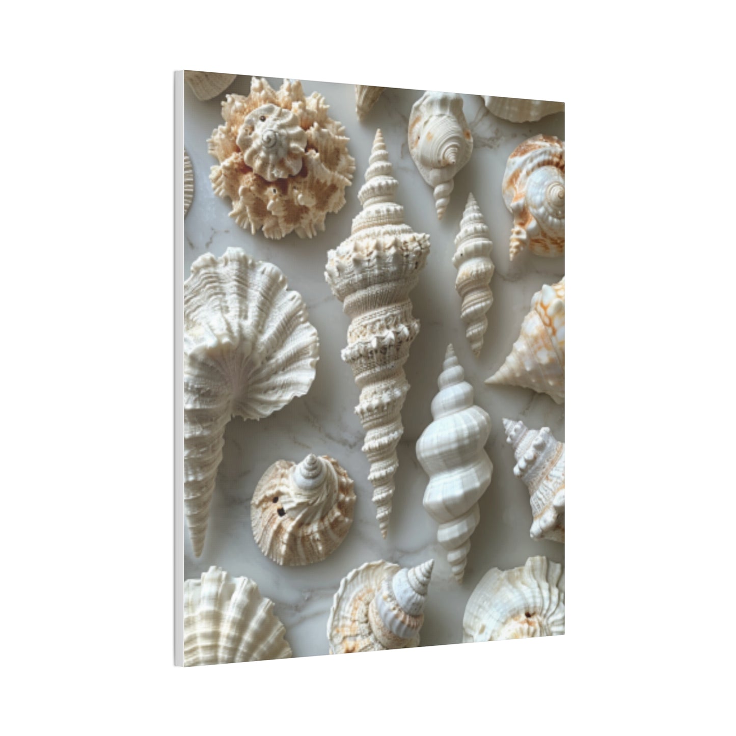 Seashell Serenity Canvas Print