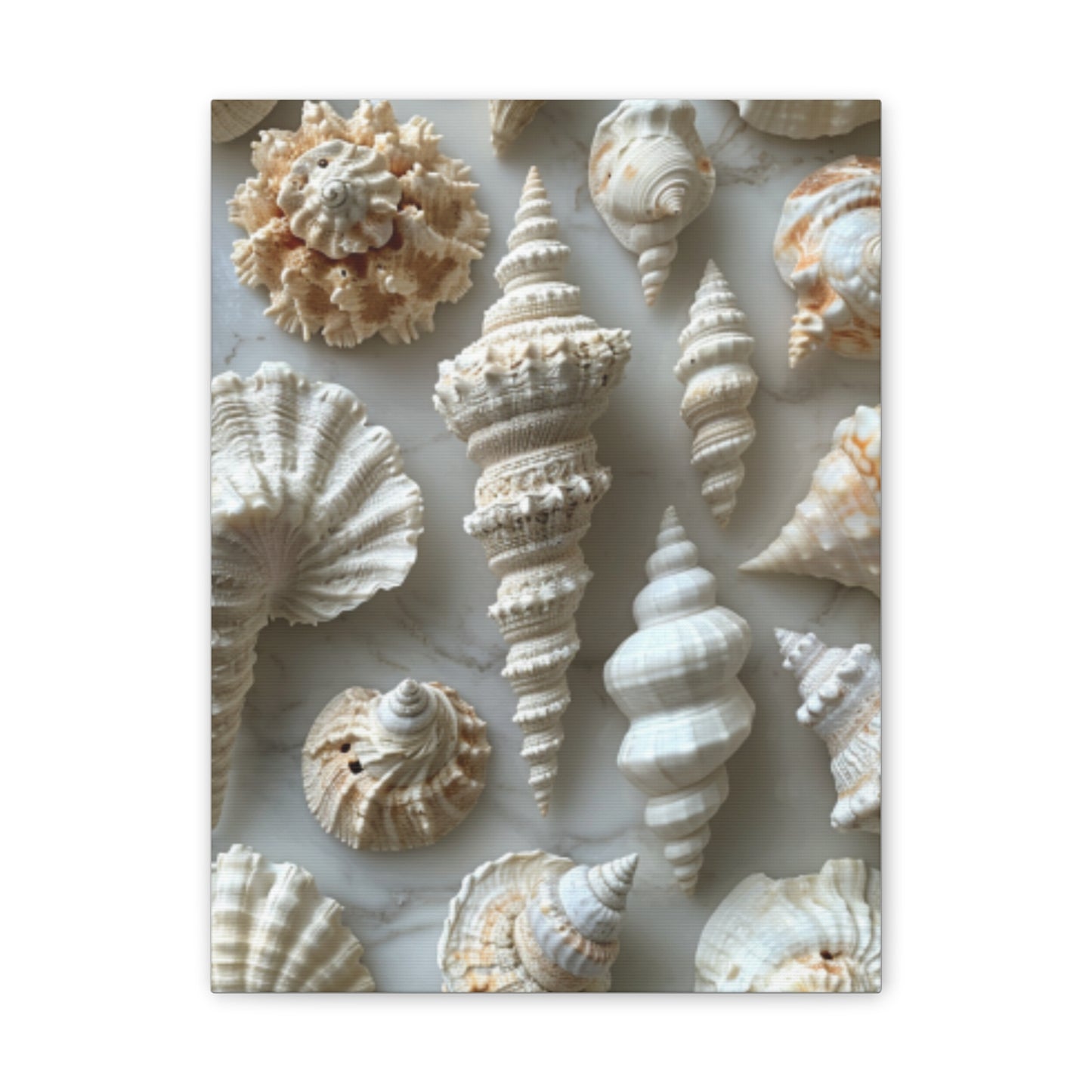 Seashell Serenity Canvas Print