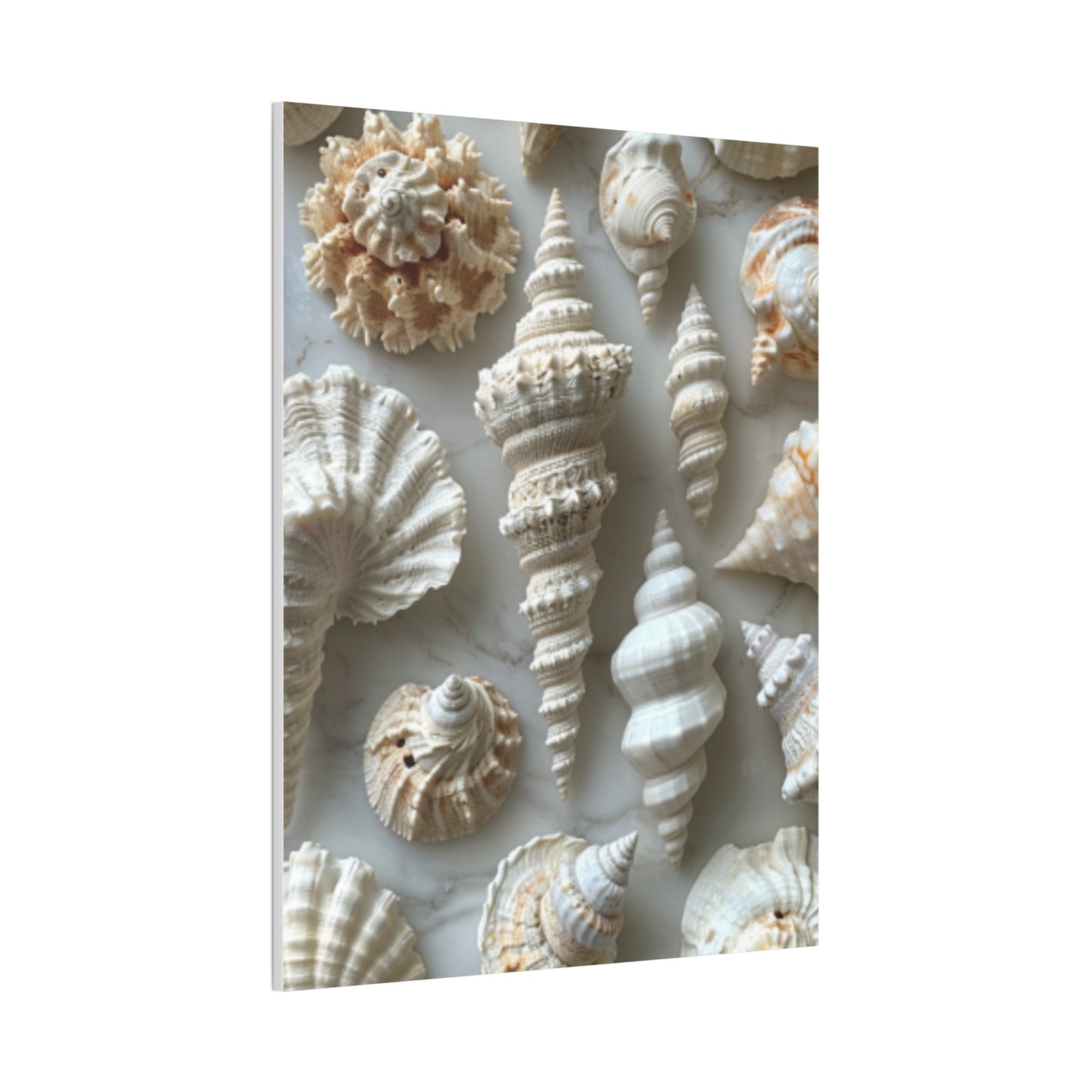 Seashell Serenity Canvas Print