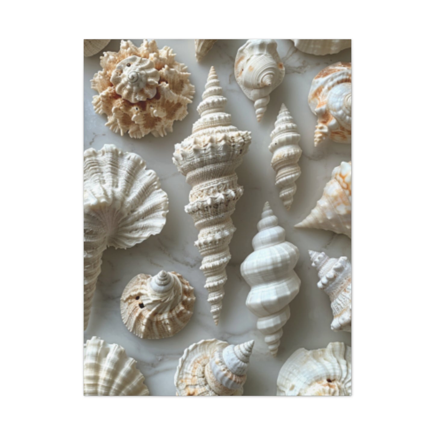 Seashell Serenity Canvas Print